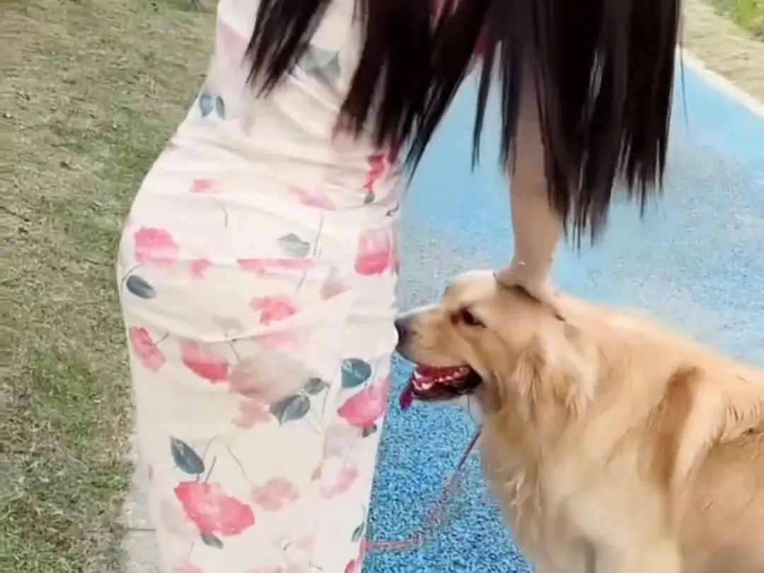 《抖音香香公主与爱犬》金毛科普视频1080P高清免费在线观看，抖音香香公主与爱犬直播回放网盘资源免费领！